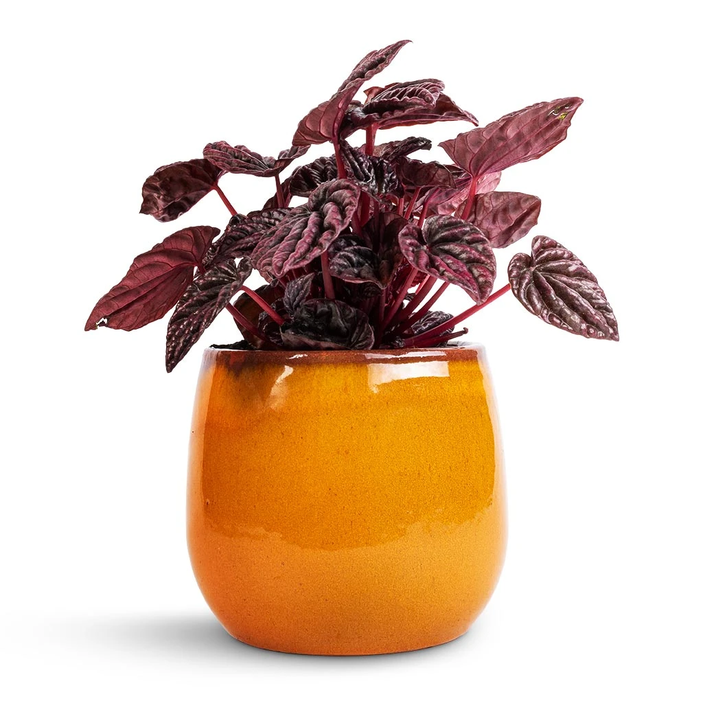 Charlotte Plant Pot - Spiced Ochre 11 Charlotte Plant Pot - Spiced Ochre - Image 11