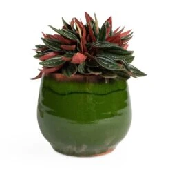 Charlotte Plant Pot - Green 24 Charlotte Plant Pot - Green -Indoor Plants Peperomia caperata Rosso 10.5x15cm Charlotte Plant Pot Green 15x13cm be3df768 4a07 49bf 8c82 69b614e201d5