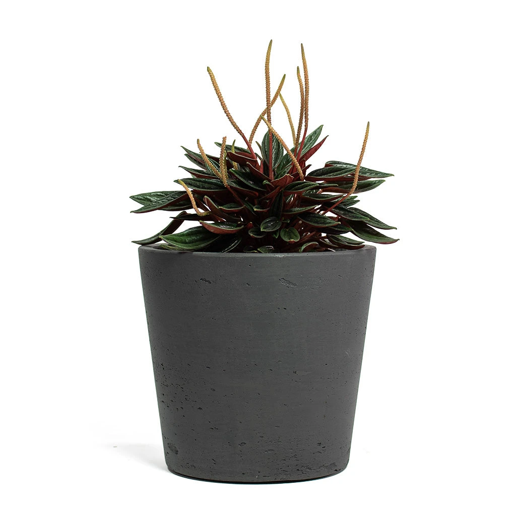 Mini Bucket Plant Pot - Black Washed 5 Mini Bucket Plant Pot - Black Washed - Image 5