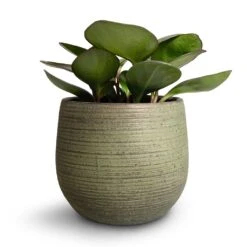 Lydia Plant Pot - Shiny Green -Indoor Plants Peperomia clusiifolia Red Margin Red Edged Radiator Plant 11x20cm Lydia Plant Pot Shiny Green 18x16cm 3