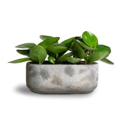 Saar Oval Plant Bowl - Earth Cement -Indoor Plants Peperomia clusiifolia Red Margin Red Edged Radiator Plant 11x20cm Saar Oval Plant Bowl Earth Cement 26x13x11cm 2