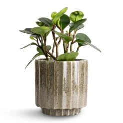 Lugano Scalloped Plant Pot - Green 14 Lugano Scalloped Plant Pot - Green -Indoor Plants Peperomia clusiifolia Red Margin Red Edged Radiator Plant 14x25cm Lugano Scalloped Plant Pot Green 16x16cm d10fc9bd dae3 4b28 aa9a 9d9599f9a464