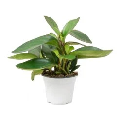 Peperomia Clusiifolia Red Margin - Red Edged Radiator Plant -Indoor Plants Peperomia clusiifolia Red Margin Red Edged Radiator Plant Large