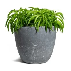 Peperomia Ferreyrae Nevada - Happy Bean -Indoor Plants Peperomia ferreyrae Happy Bean Anne Plant Pot Blue Stone