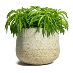 Peperomia Ferreyrae Nevada - Happy Bean -Indoor Plants Peperomia ferreyrae Happy Bean Iris Plant Pot Sand