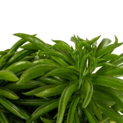 Peperomia Ferreyrae Nevada - Happy Bean -Indoor Plants Peperomia ferreyrae Nevada Happy Bean DETAIL