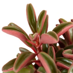 Peperomia Graveolens - Ruby Glow Radiator Plant -Indoor Plants Peperomia graveolens Ruby Glow Radiator Plant 1