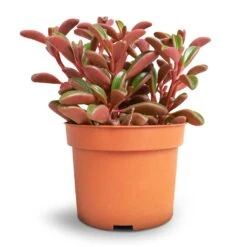 Peperomia Graveolens - Ruby Glow Radiator Plant -Indoor Plants Peperomia graveolens Ruby Glow Radiator Plant 10.5x17cm