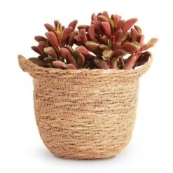 Peperomia Graveolens - Ruby Glow Radiator Plant -Indoor Plants Peperomia graveolens Ruby Glow Radiator Plant 10.5x17cm Nelis Plant Basket Camel 13x12cm 9ec1d073 f317 4ca9 89c4 be0f6487a030