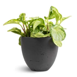 Mini Jesslyn Plant Pot - Black Washed -Indoor Plants Peperomia obtusifolia Golden Gate Baby Rubber Plant 14x25cm Mini Jesslyn Plant Pot Black Washed 18x15cm 1 ed3a6919 6dd9 4a43 92e8 35e449ec0827