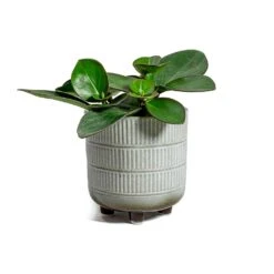 Peperomia Clusiifolia Red Margin - Red Edged Radiator Plant -Indoor Plants Peperomia obtusifolia Green Baby Rubber Plant Denise Plant Pot Off White