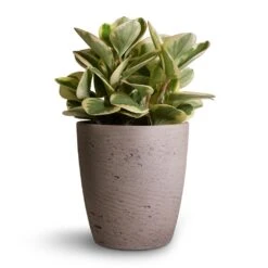 Gerben Plant Pot - Grey Washed 16 Gerben Plant Pot - Grey Washed -Indoor Plants Peperomia obtusifolia Obtipan Bicolor 12x20cm Gerben Plant Pot Grey Washed 15x16cm