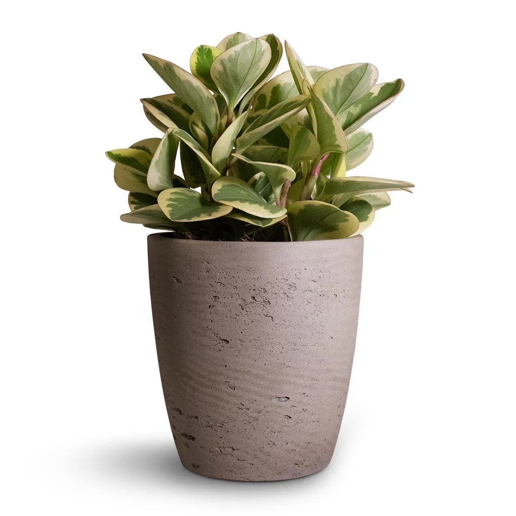 Gerben Plant Pot - Grey Washed 7 Gerben Plant Pot - Grey Washed - Image 7