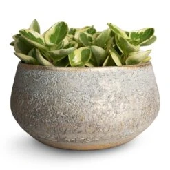 Noor Plant Bowl - Metallic Grey -Indoor Plants Peperomia obtusifolia Obtipan Bicolor 12x20cm Noor Plant Bowl Metallic Grey 28x13cm