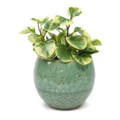 Peperomia Obtusifolia Variegata - Variegated Baby Rubber Plant -Indoor Plants Peperomia obtusifolia Variegata Variegated Baby Rubber Plant Femme Azure Plant Pot