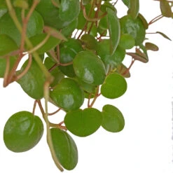 Peperomia Prostrata Pepperspot - String Of Coins -Indoor Plants Peperomia prostrata Pepperspot String of Coins 11x25cm 2