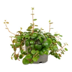 Peperomia Prostrata Pepperspot - String Of Coins -Indoor Plants Peperomia prostrata Pepperspot String of Coins 11x25cm 4