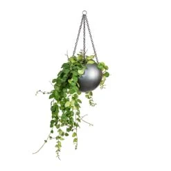 Gradient Hanging Plant Globe - Matt Grey -Indoor Plants Peperomia prostrata Pepperspot String of Coins 15x20cm Gradient Hanging Plant Globe Matt Grey 24x19cm 8229e548 e96e 4af8 a4b4 9dfa73bde1f8