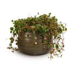 Peperomia Prostrata Pepperspot - String Of Coins -Indoor Plants Peperomia prostrata Pepperspot String of Coins 15x20cm Iris Plant Pot Moss Grey 21x17cm