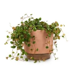 Peperomia Prostrata Pepperspot - String Of Coins -Indoor Plants Peperomia prostrata Pepperspot String of Coins 15x20cm Suze Plant Pot Pink 17x16cm