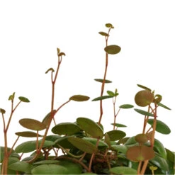 Peperomia Prostrata Pepperspot - String Of Coins -Indoor Plants Peperomia prostrata Pepperspot String of Coins DETAIL