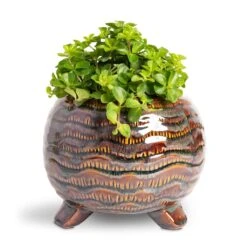 Dewi Plant Pot - Marrakesh -Indoor Plants Peperomia rotundifolia Trailing Jade Plant 12x20cm Dewi Plant Pot Marrakesh 18x14cm 65446e8f 53db 48ac b723 a26e9bc9dcde
