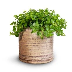 Hera Plant Pot - Ivory -Indoor Plants Peperomia rotundifolia Trailing Jade Plant 15x25cm Hera Plant Pot Ivory 2