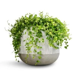 Pax Plant Pot - Ridged White Stripe 9 Pax Plant Pot - Ridged White Stripe -Indoor Plants Peperomia rotundifolia Trailing Jade Plant 28x50cm Pax Plant Pot Ridged White Stripe 40x36cm 2 984ef851 7643 4afb a165 7fc6a1373102