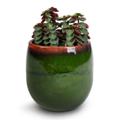 Peperomia Verticillata Red Log -Indoor Plants Peperomia verticillata Red Log 11x15cm Charlotte Plant Pot Green 15x13cm imageoptim