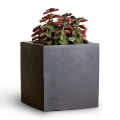 Fleur Natural Planter - Black -Indoor Plants Peperomia verticillata Red Log 11x15cm Fleur Natural Planter Black 15x15x15cm 2