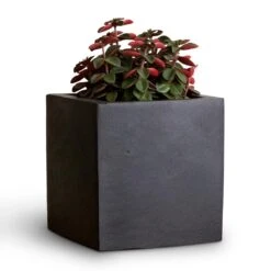 Peperomia Verticillata Red Log -Indoor Plants Peperomia verticillata Red Log 11x15cm Fleur Natural Planter Black 15x15x15cm
