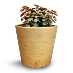 Peperomia Verticillata Red Log -Indoor Plants Peperomia verticillata Red Log 11x15cm Mini Bucket Plant Pot Metallic Gold 14x12cm cc507e3f 88cf 4306 90fd 31e40b4b54fd