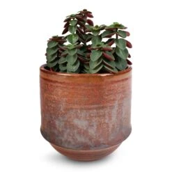 Peperomia Verticillata Red Log