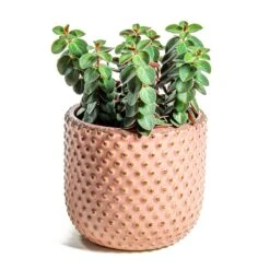 Peperomia Verticillata Red Log -Indoor Plants Peperomia verticillata Red Log Bolino Plant Pot Pale Rose