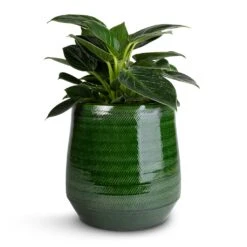 Remi Plant Pot - Green -Indoor Plants Philodendron Birkin White Wave 12x25cm Remi Plant Pot Green 18x19cm