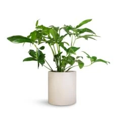 Max Refined Planter - Natural White -Indoor Plants Philodendron Green Wonder 24x80cm Max Refined Planter Natural White 29x29.5cm 6ef17a10 0fc4 45b9 855a 1056dc1f85c8