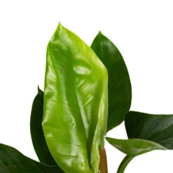 Philodendron Imperial Green -Indoor Plants Philodendron Imperial Green 17x50cm 1