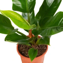 Philodendron Imperial Green -Indoor Plants Philodendron Imperial Green 17x50cm 2