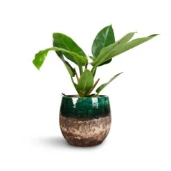 Philodendron Imperial Green -Indoor Plants Philodendron Imperial Green 17x50cm Lindy Plant Pot Black Green 23x20cm 1