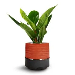 Philodendron Imperial Green -Indoor Plants Philodendron Imperial Green 17x50cm Marlijn Plant Pot Coral 21x21cm 1