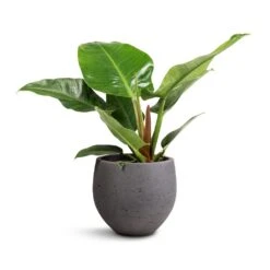 Mini Orb Kevan Plant Pot - Black Washed -Indoor Plants Philodendron Imperial Green 19x50cm Mini Orb Kevan Plant Pot Black Washed 25x21cm db4607f1 0a87 4184 a705 db2ea000f8ab