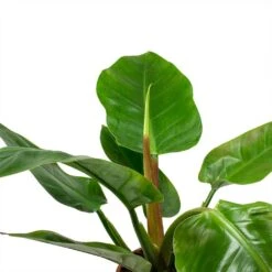 Philodendron Imperial Green -Indoor Plants Philodendron Imperial Green Leaves