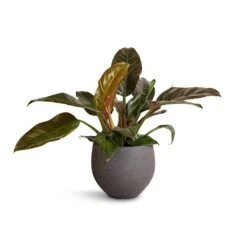 Mini Orb Kevan Plant Pot - Black Washed -Indoor Plants Philodendron Imperial Red 19x55cm Mini Orb Kevan Plant Pot Black Washed 25x21cm 4f959ecf 6443 4dd9 bcca 626091519d71