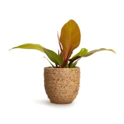 Cody Plant Pot - Straw Grass 22 Cody Plant Pot - Straw Grass -Indoor Plants Philodendron Prince of Orange 10.5x30cm Cody Plant Pot Straw Grass 17x15cm a6822c98 32bd 4c63 a74f aafb2edd6dc0