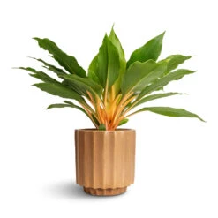 Bourton Scalloped Plant Pot - Clay 11 Bourton Scalloped Plant Pot - Clay -Indoor Plants Philodendron Prince of Orange 12x25cm Bourton Scalloped Plant Pot Clay 16x16cm