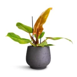 Mini Pixie Plant Pot - Black Washed 12 Mini Pixie Plant Pot - Black Washed -Indoor Plants Philodendron Prince of Orange 12x25cm Mini Pixie Plant Pot Black Washed 18x15cm 240538b0 cfbb 4b5d 8e7b c14f5546aa64
