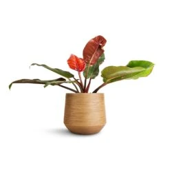 Dune Darcy Planter - Almond -Indoor Plants Philodendron Prince of Orange 17x50cm Dune Darcy Planter Almond 30x26cm