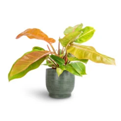 Lykke Plant Pot - Sage -Indoor Plants Philodendron Prince of Orange 17x50cm Lykke Plant Pot Sage 21x20cm 7c09e0f4 85bc 437d 99a7 cca96e0fe403