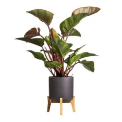 Philodendron Red Beauty 15 Philodendron Red Beauty -Indoor Plants Philodendron Red Beauty 27x100cm Charlie Plant Pot Low Stand Black Washed