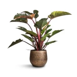 Ryan Plant Pot - Shiny Gold 19 Ryan Plant Pot - Shiny Gold -Indoor Plants Philodendron Red Beauty 27x100cm Ryan Plant Pot Shiny Gold 36x32cm 8542260e 1c67 48dc a319 49f590e6cc21